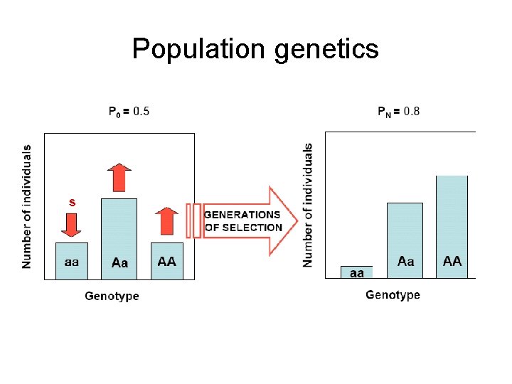 Population genetics 