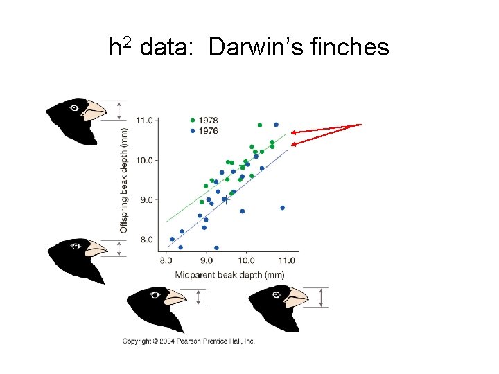 h 2 data: Darwin’s finches 