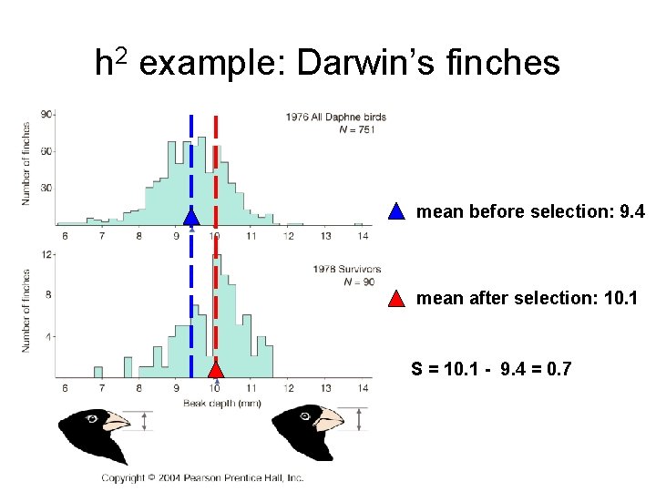 h 2 example: Darwin’s finches mean before selection: 9. 4 mean after selection: 10.