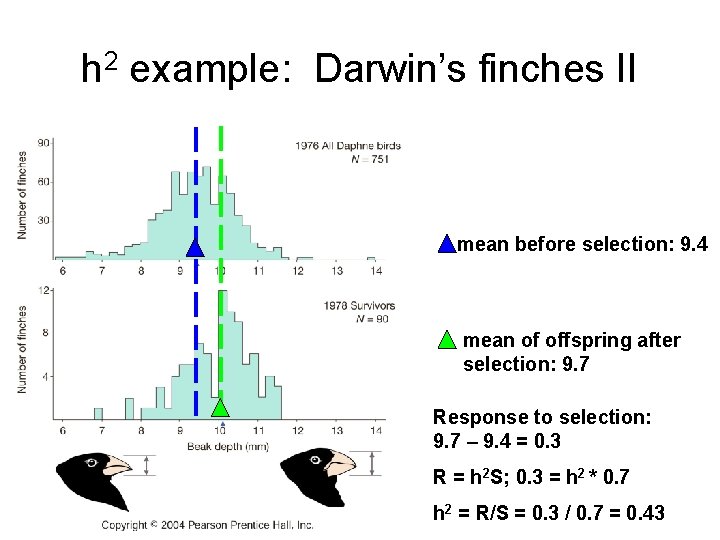 h 2 example: Darwin’s finches II mean before selection: 9. 4 mean of offspring h 2 example: Darwin’s finches II mean before selection: 9. 4 mean of offspring