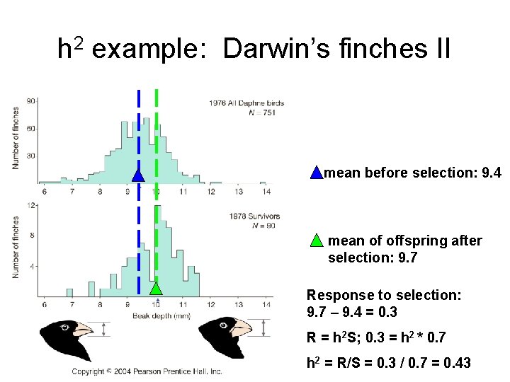 h 2 example: Darwin’s finches II mean before selection: 9. 4 mean of offspring