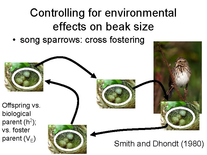 Controlling for environmental effects on beak size • song sparrows: cross fostering Offspring vs. Controlling for environmental effects on beak size • song sparrows: cross fostering Offspring vs.