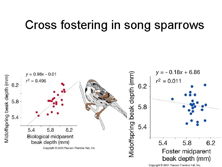 Cross fostering in song sparrows 