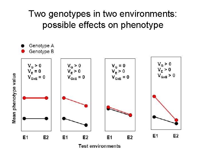 Two genotypes in two environments: possible effects on phenotype 