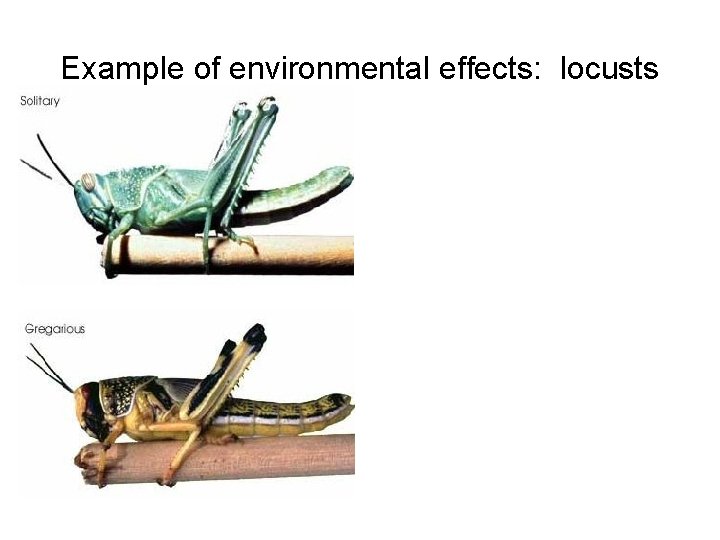 Example of environmental effects: locusts 
