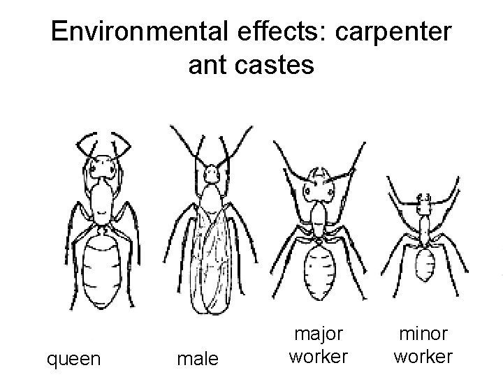 Environmental effects: carpenter ant castes queen male major worker minor worker Environmental effects: carpenter ant castes queen male major worker minor worker