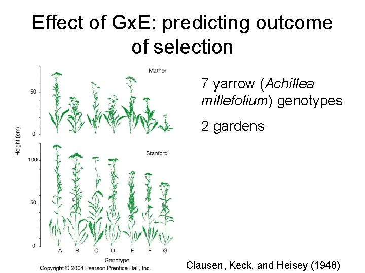 Effect of Gx. E: predicting outcome of selection 7 yarrow (Achillea millefolium) genotypes 2