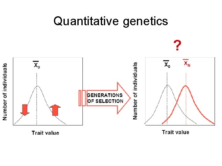 Quantitative genetics 