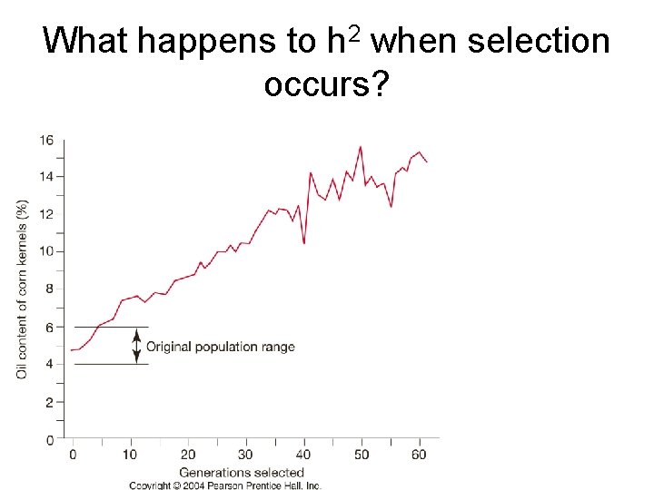 What happens to h 2 when selection occurs? What happens to h 2 when selection occurs?