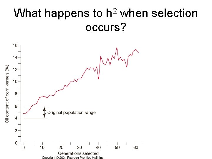 What happens to h 2 when selection occurs? 