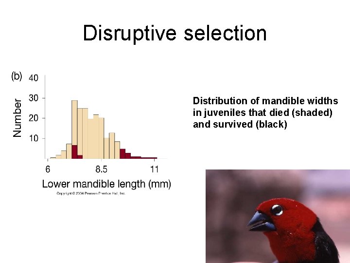 Disruptive selection Distribution of mandible widths in juveniles that died (shaded) and survived (black)
