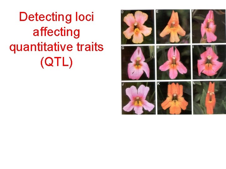 Detecting loci affecting quantitative traits (QTL) 