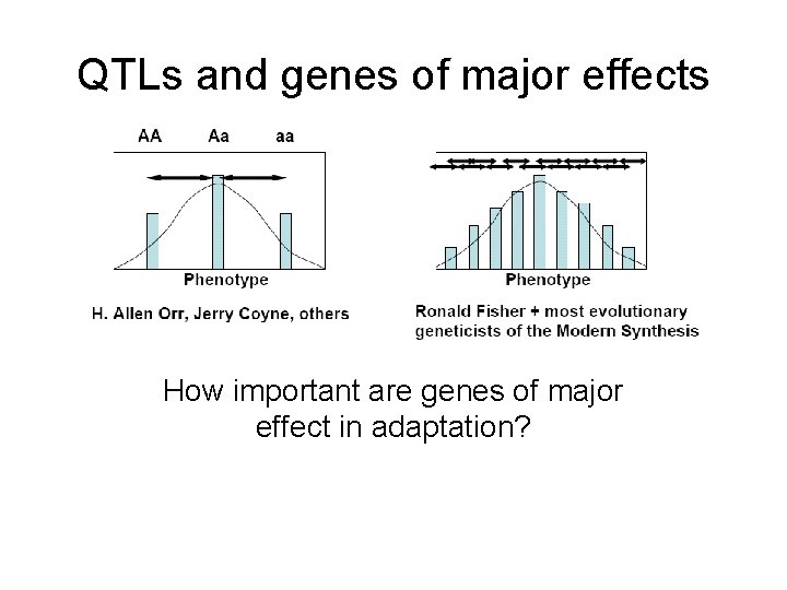 QTLs and genes of major effects How important are genes of major effect in