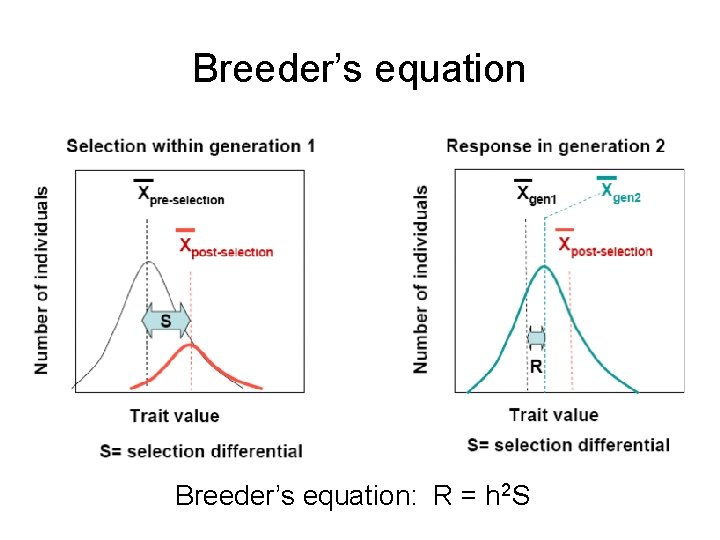Breeder’s equation: R = h 2 S 