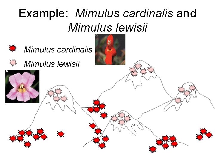 Example: Mimulus cardinalis and Mimulus lewisii Mimulus cardinalis Mimulus lewisii 