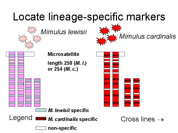 Locate lineage-specific markers Mimulus lewisii Mimulus cardinalis Microsatellite length 250 (M. l. ) or