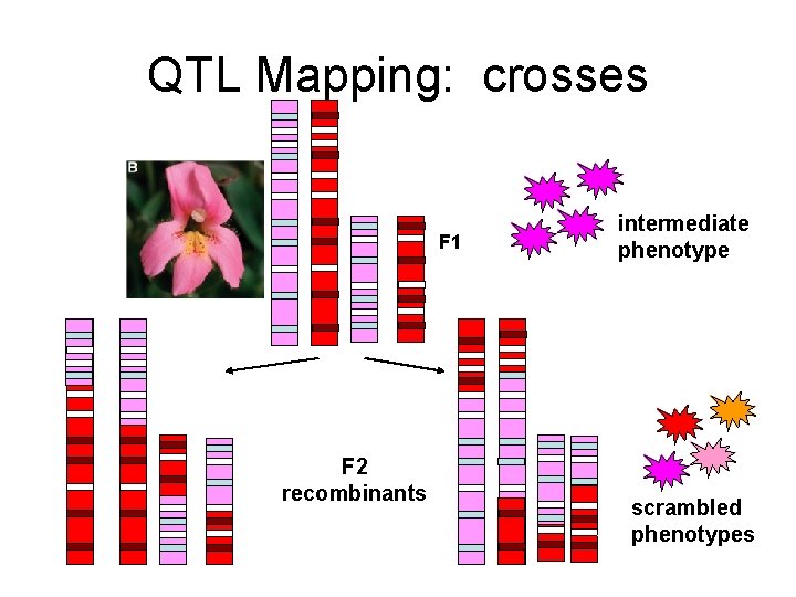 QTL Mapping: crosses F 1 F 2 recombinants intermediate phenotype scrambled phenotypes 