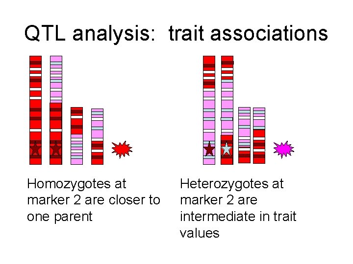 QTL analysis: trait associations Homozygotes at marker 2 are closer to one parent Heterozygotes