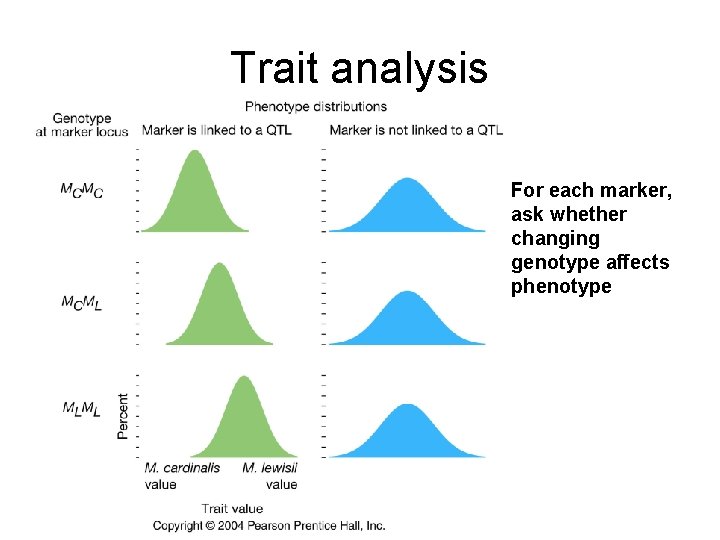 Trait analysis For each marker, ask whether changing genotype affects phenotype 