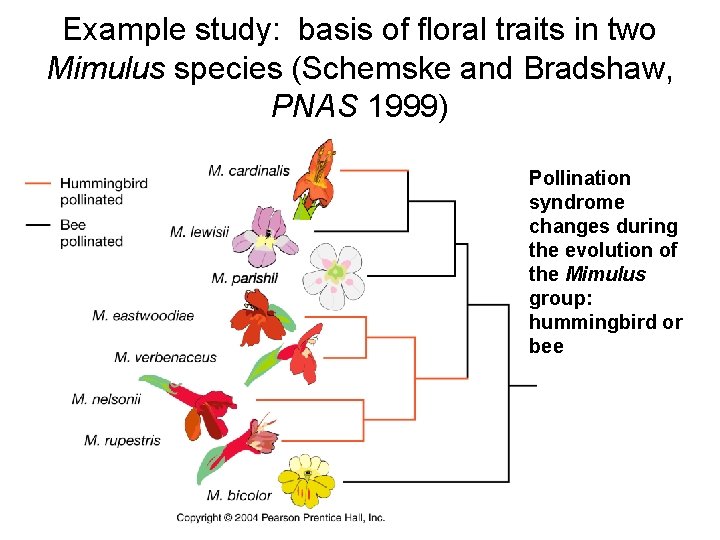 Example study: basis of floral traits in two Mimulus species (Schemske and Bradshaw, PNAS Example study: basis of floral traits in two Mimulus species (Schemske and Bradshaw, PNAS