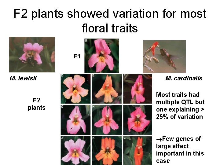 F 2 plants showed variation for most floral traits F 1 M. lewisii F