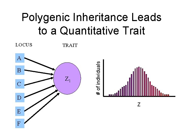 Polygenic Inheritance Leads to a Quantitative Trait TRAIT A B C D Z 1