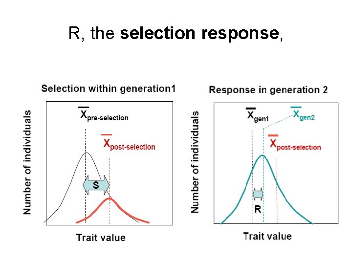 R, the selection response, 