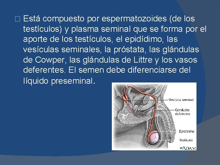 � Está compuesto por espermatozoides (de los testículos) y plasma seminal que se forma