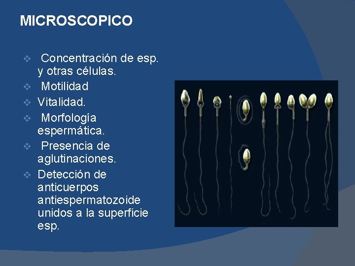 MICROSCOPICO v v v Concentración de esp. y otras células. Motilidad Vitalidad. Morfología espermática.