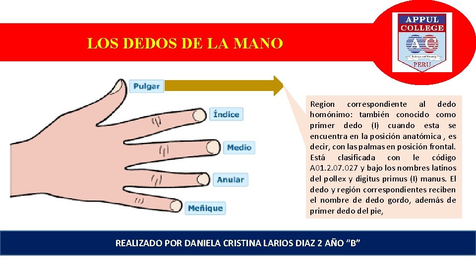 LOS DEDOS DE LA MANO Region correspondiente al dedo homónimo: también conocido como primer