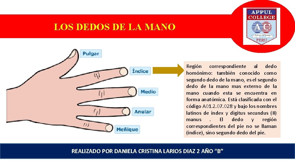 LOS DEDOS DE LA MANO Región correspondiente al dedo homónimo: también conocido como segundo