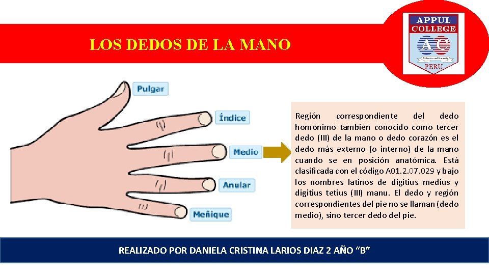 LOS DEDOS DE LA MANO Región correspondiente del dedo homónimo también conocido como tercer