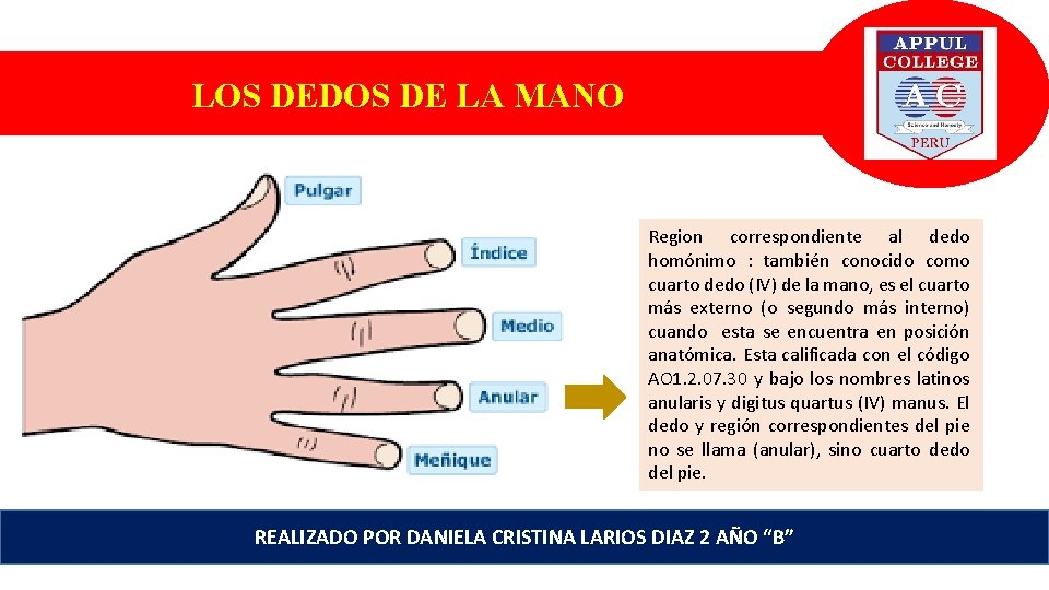 LOS DEDOS DE LA MANO Region correspondiente al dedo homónimo : también conocido como