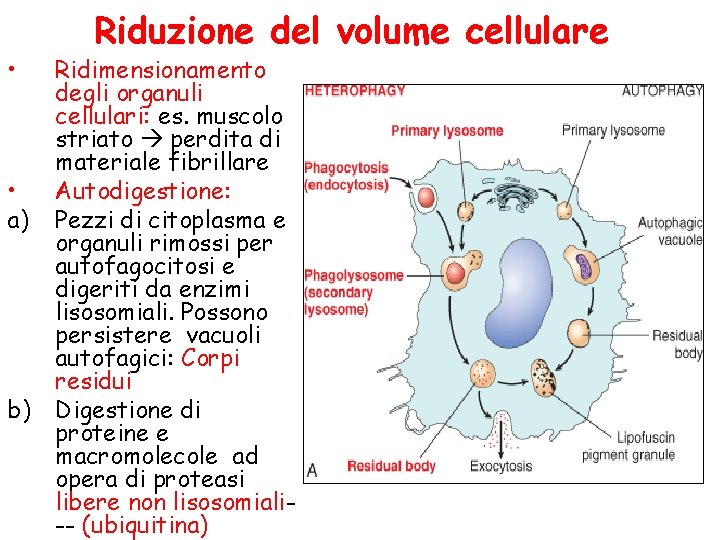  • • a) b) Riduzione del volume cellulare Ridimensionamento degli organuli cellulari: es.