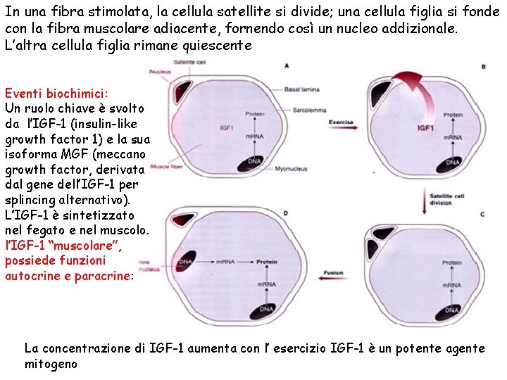 In una fibra stimolata, la cellula satellite si divide; una cellula figlia si fonde