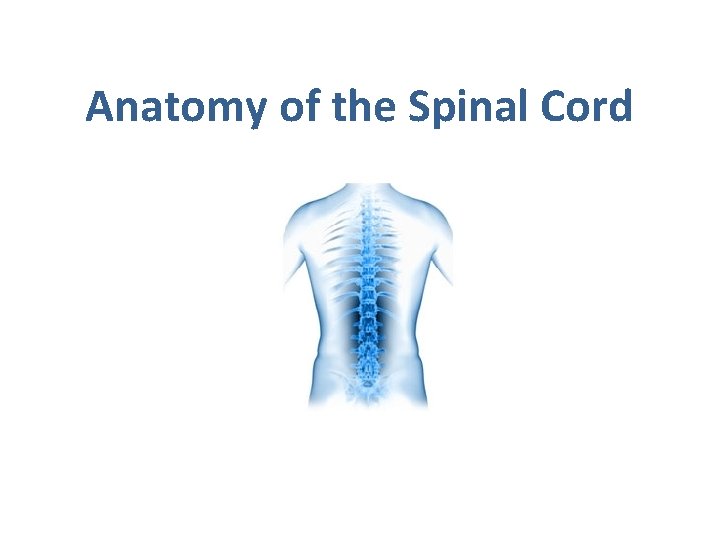 Anatomy of the Spinal Cord 