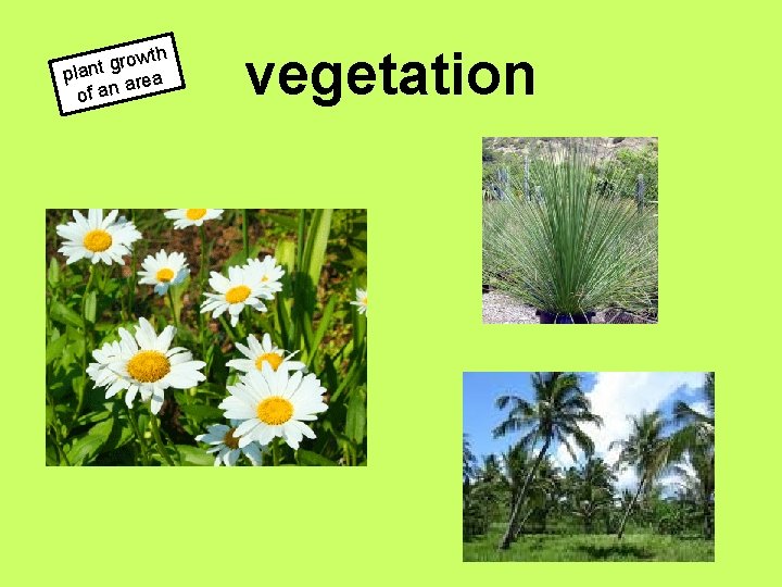 wth o r g t plan rea a n a of vegetation 