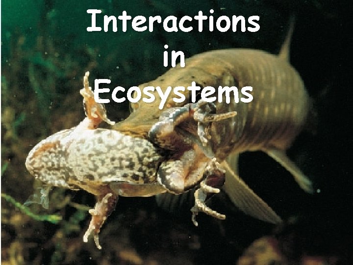 Interactions in Ecosystems 