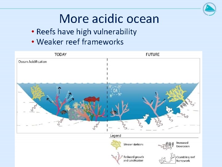 More acidic ocean • Reefs have high vulnerability • Weaker reef frameworks 