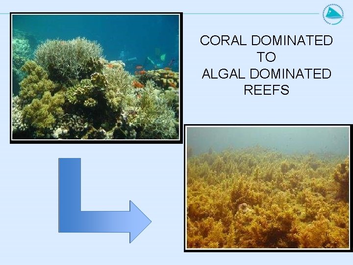 CORAL DOMINATED TO ALGAL DOMINATED REEFS 
