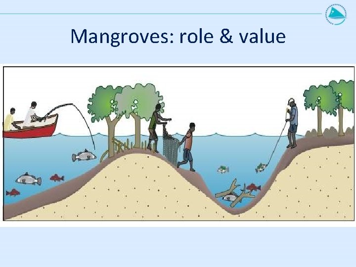 Mangroves: role & value 