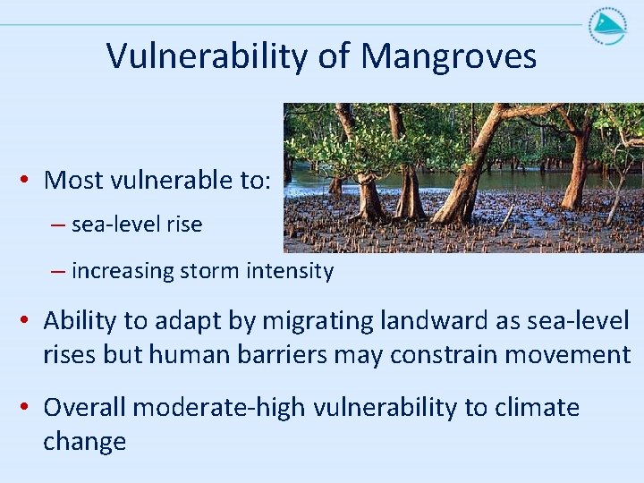 Vulnerability of Mangroves • Most vulnerable to: – sea-level rise – increasing storm intensity