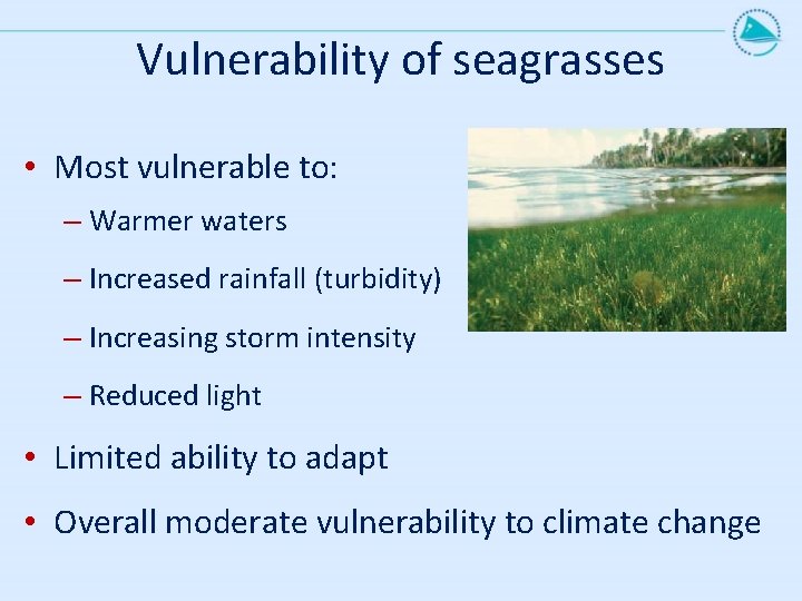 Vulnerability of seagrasses • Most vulnerable to: – Warmer waters – Increased rainfall (turbidity)