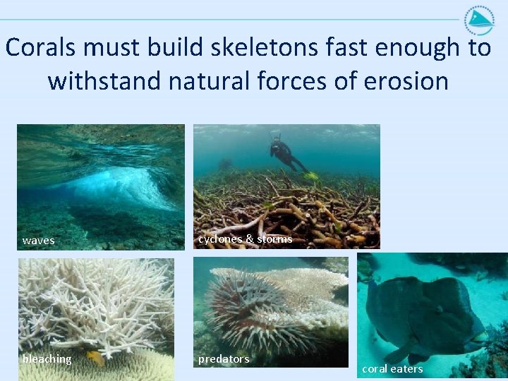 Corals must build skeletons fast enough to withstand natural forces of erosion waves cyclones