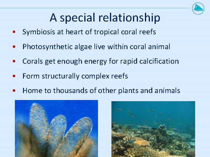 A special relationship • Symbiosis at heart of tropical coral reefs • Photosynthetic algae