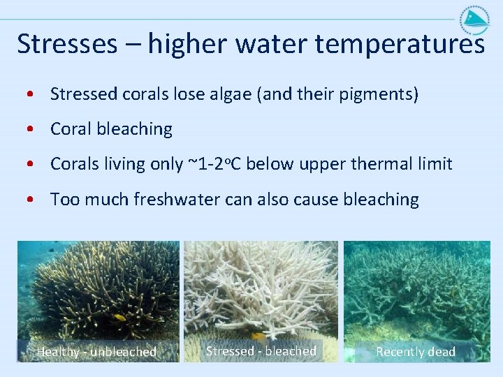 Stresses – higher water temperatures • Stressed corals lose algae (and their pigments) •