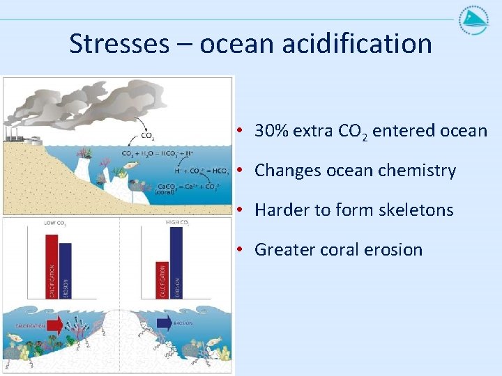 Stresses – ocean acidification • 30% extra CO 2 entered ocean • Changes ocean
