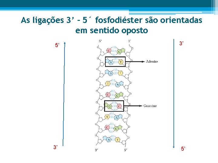 As ligações 3’ – 5´ fosfodiéster são orientadas em sentido oposto 5’ 3’ 3’