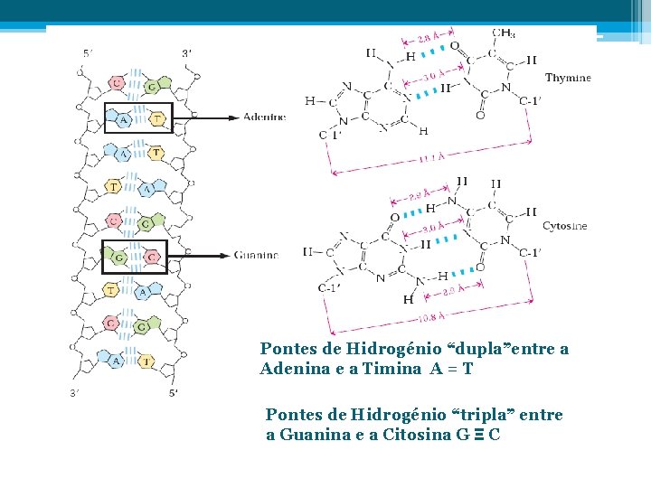 Pontes de Hidrogénio “dupla”entre a Adenina e a Timina A = T Pontes de