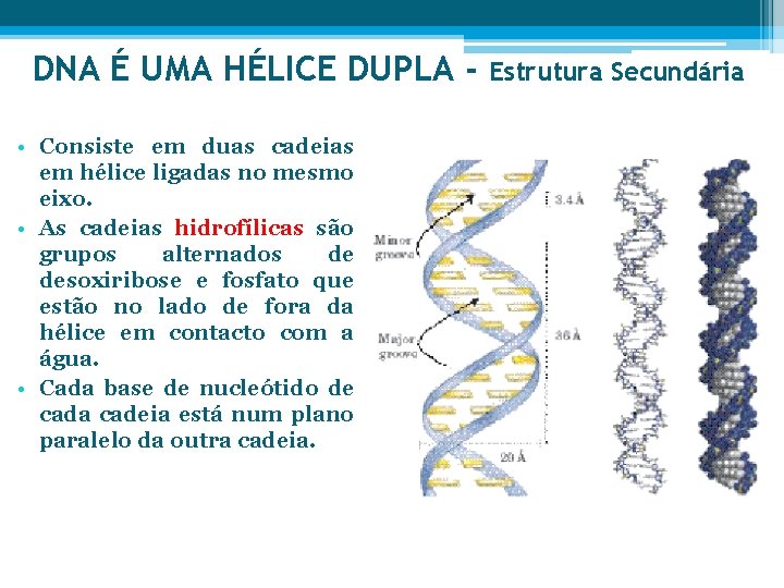 DNA É UMA HÉLICE DUPLA • Consiste em duas cadeias em hélice ligadas no